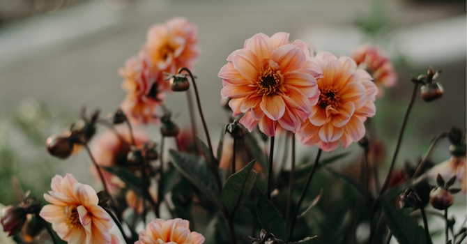 Counselling Services - In-Person