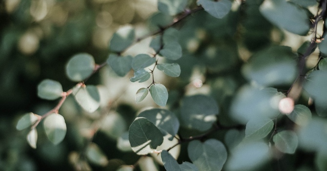 Counselling Services - Online