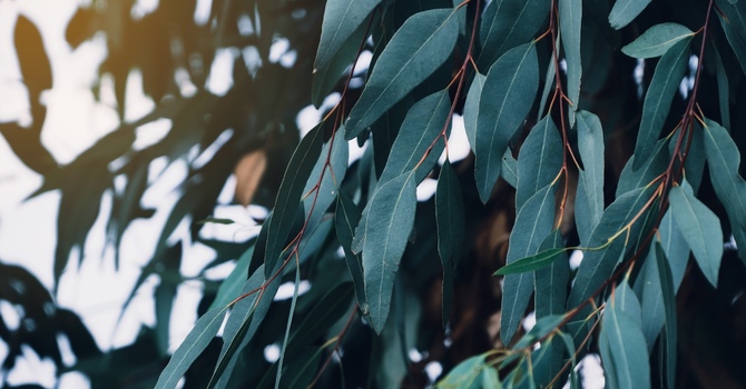 ADOLESCENT (16+) Counselling Services